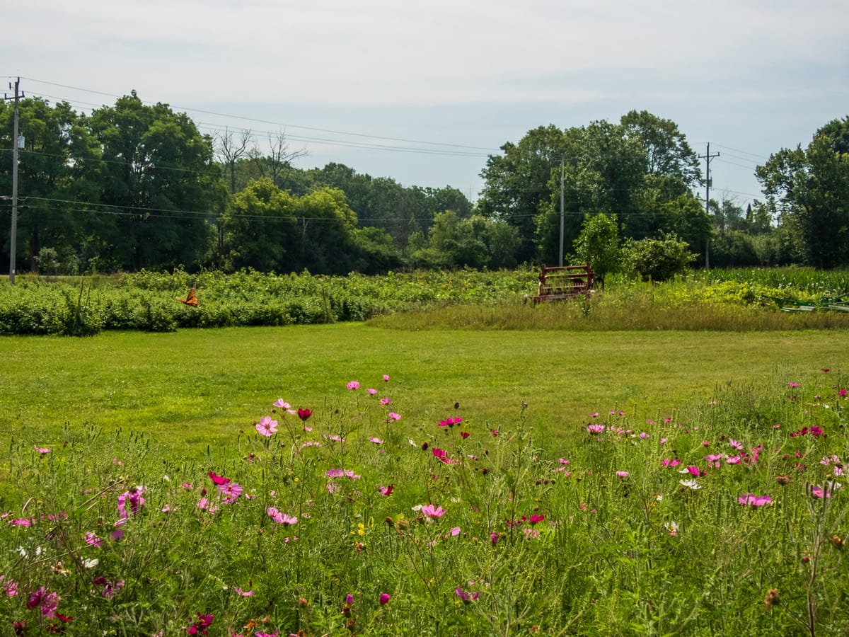 Lannon Sunflower Farm